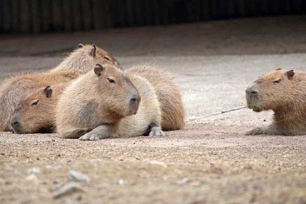 Capybaras feküdt, és pihenés — Stock Fotó