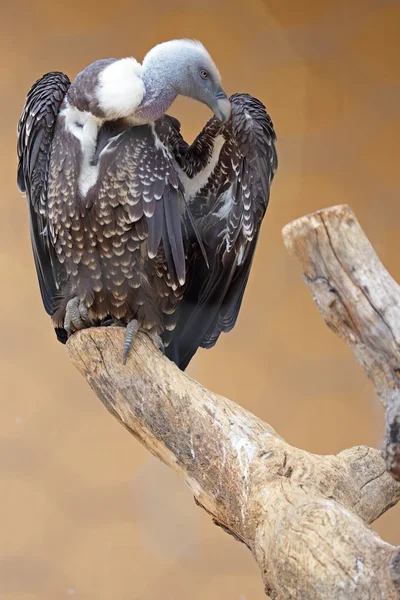 Abutre Griffon de Ruppell em uma árvore morta — Fotografia de Stock