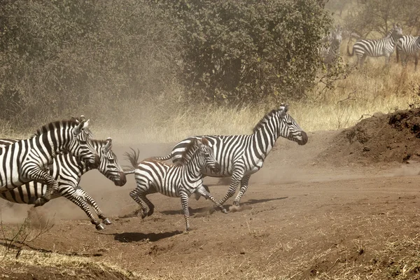 Herd of zebras gallopping — Stock Photo, Image