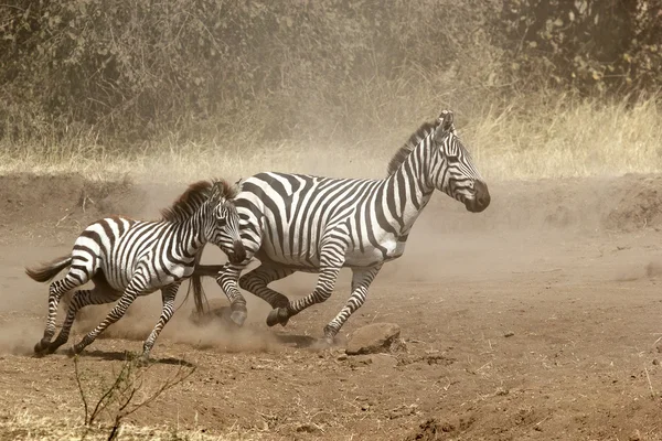 Two zebras gallopping — Stock Photo, Image