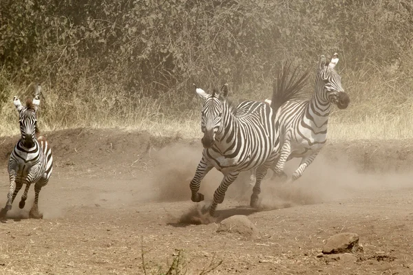 Стадо зебр скачет — стоковое фото
