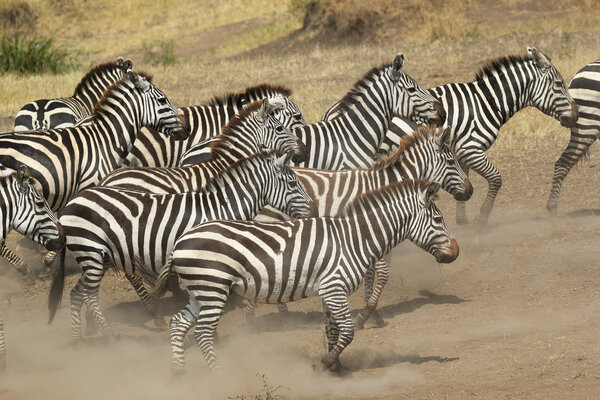 A herd of common zebras (Equus Quagga) gallopping in Serengeti National Park, Tanzania