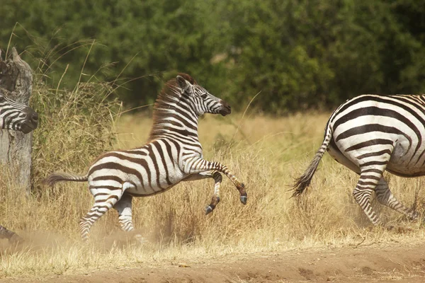 A young zebra gallopping — Stock Photo, Image