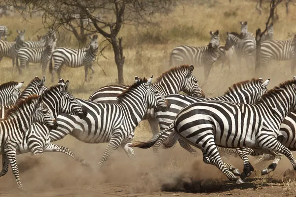 Rebanho de zebras galopando — Fotografia de Stock