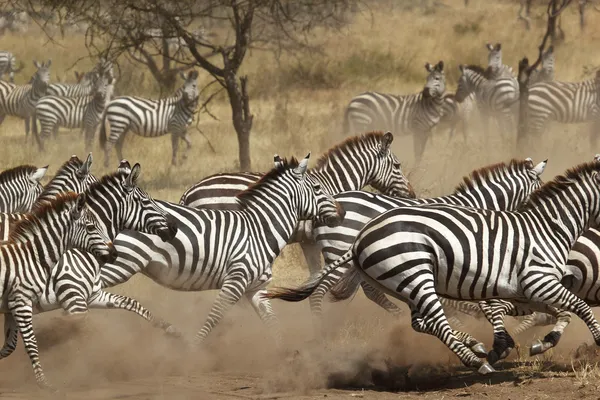 Rebanho de zebras galopando Imagens Royalty-Free