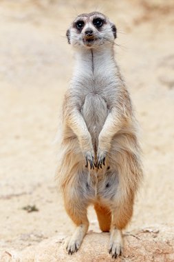 A meerkat looking around clipart