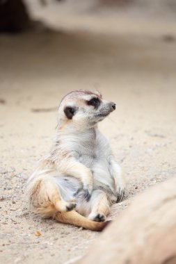 yerde yatan çöl faresi