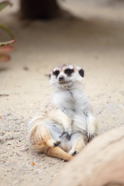 yerde yatan çöl faresi