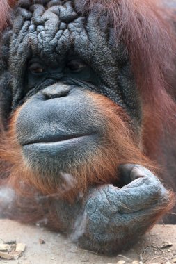 Closeup of bornean orangutan clipart
