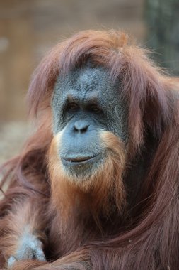 Borneo orangutan portresi