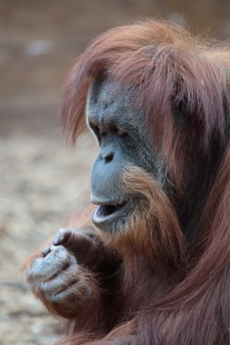 Borneo orangutan portresi