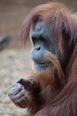 Borneo orangutan portresi