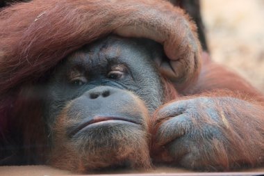 Portrait of bornean orangutan clipart