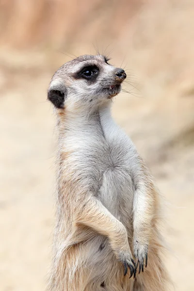 Ein Erdmännchen schaut sich um — Stockfoto