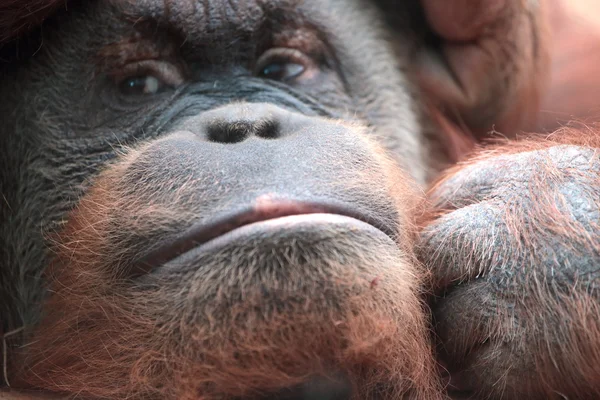 Primer plano del orangután borneano — Foto de Stock