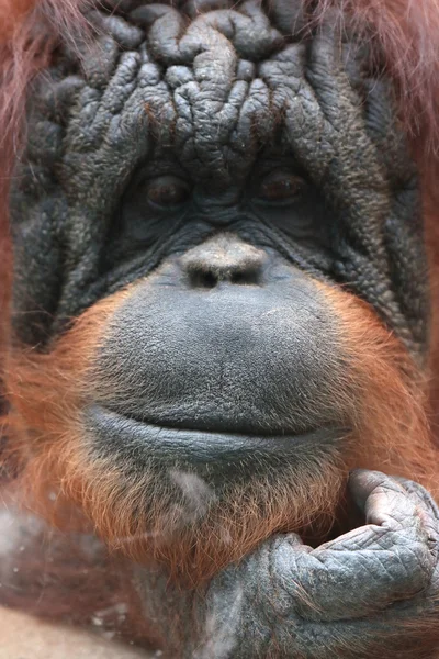 Closeup of bornean orangutan — Stock Photo, Image
