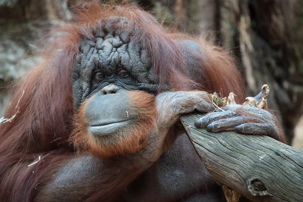 Borneói orangután portréja — Stock Fotó
