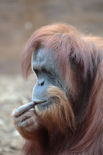 Portret orangutan borneański — Zdjęcie stockowe