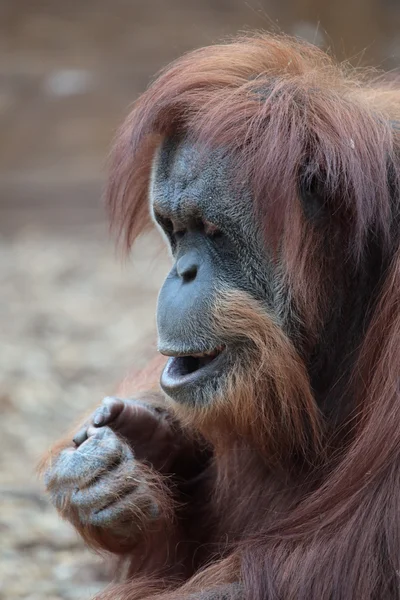 Borneói orangután portréja — Stock Fotó