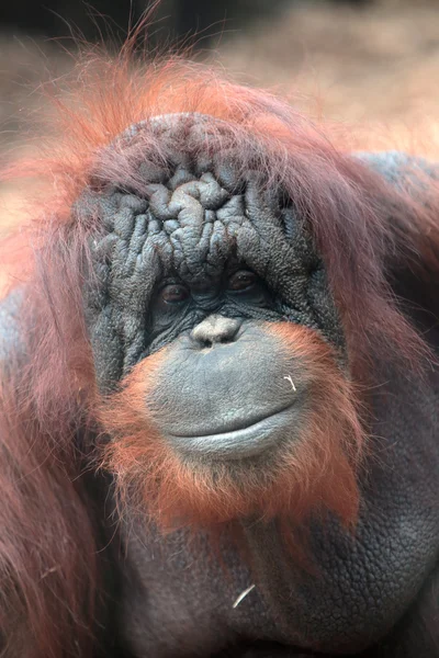Gezicht van Borneose orang-oetan — Stockfoto