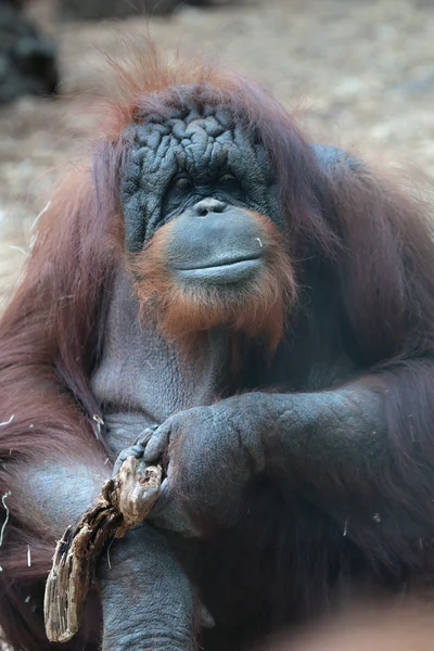 Portret orangutan borneański — Zdjęcie stockowe