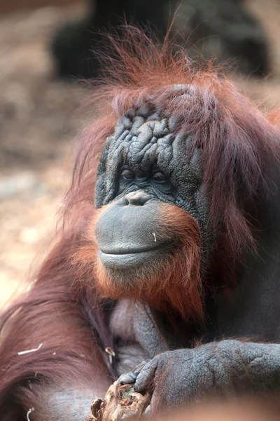 Портрет борного орангутана — стоковое фото