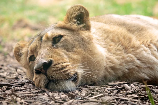 Schlafende Löwin — Stockfoto
