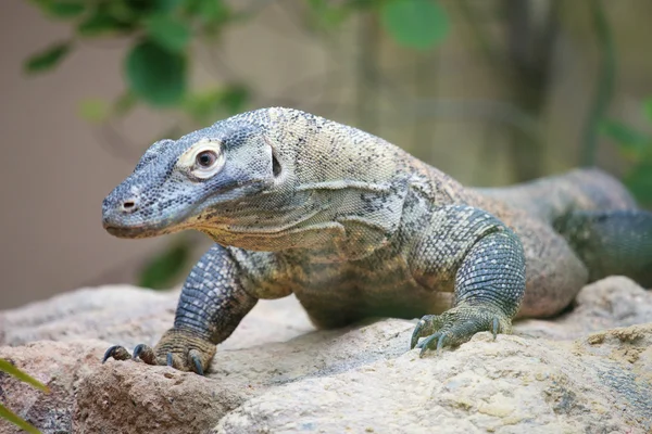 Dragón de Komodo en una roca — Foto de Stock