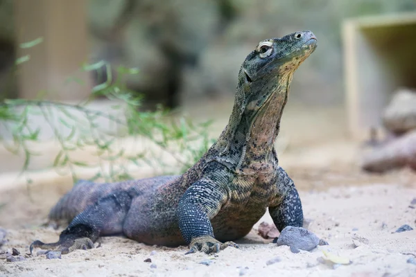 Dragão de komodo no chão — Fotografia de Stock