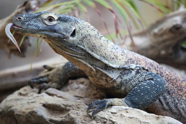 Komodo smok na skale — Zdjęcie stockowe