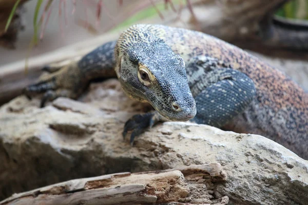 Komodo dragon on a rock — Stock Photo, Image