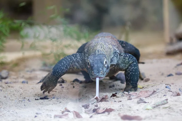 Komodo dragon walking — Stock Photo, Image