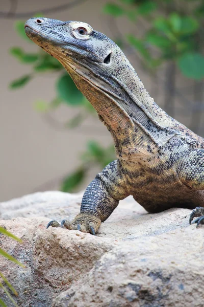 Комодский дракон на скале — стоковое фото