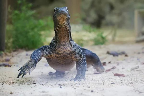 Komodo dragão andando — Fotografia de Stock