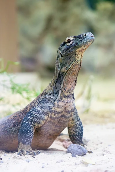Komodo dragon at ground — Stock Photo, Image