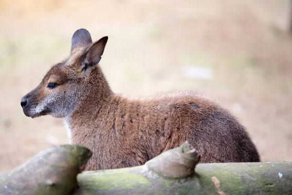 Kangaroo sitter — Stockfoto