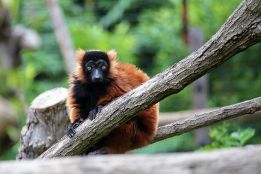 Red ruffed lemur on a tree clipart