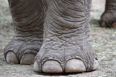 Closeup of elephant feet clipart