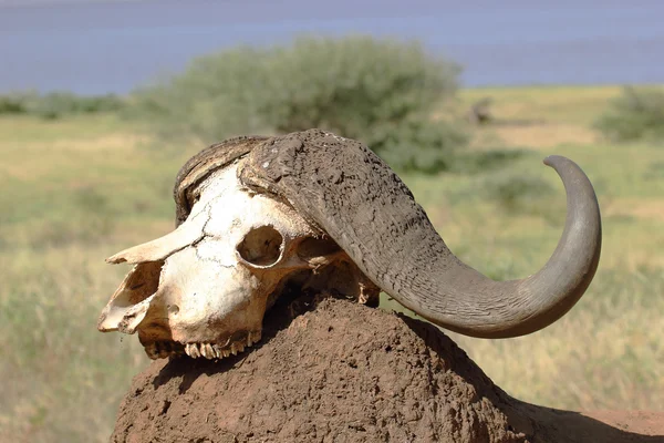 Teschio di bufalo su un tumulo di terra — Foto Stock