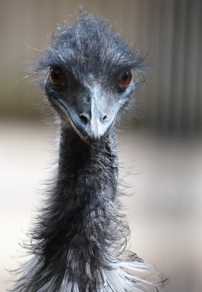 Portrait of a emu — Stock Photo, Image
