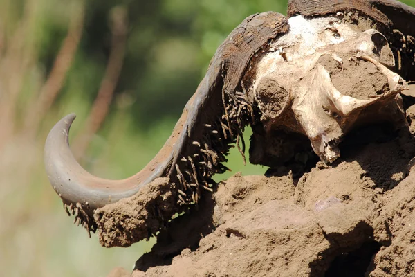 Buffalo skull on a mound of earth — Stock Photo, Image