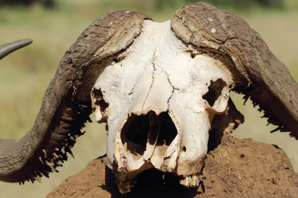 Буффало черепом на кургані землі — стокове фото