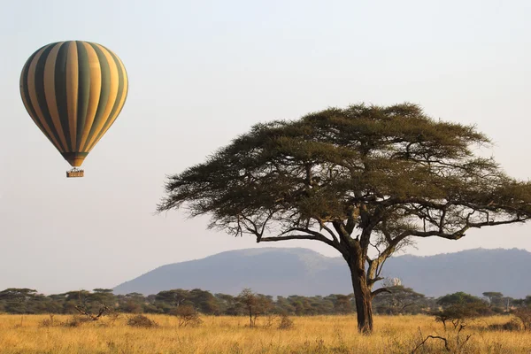 Létající balón zelené a žluté poblíž acacia stromu — Stock fotografie