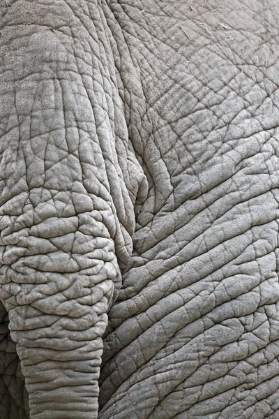 Close-up van huid van de olifant — Stockfoto