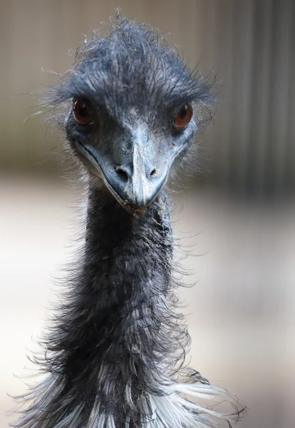 Portrait of a emu Royalty Free Stock Photos