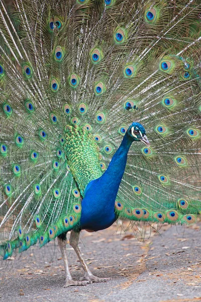 Indian peafowl with opened tail — Stock Photo, Image