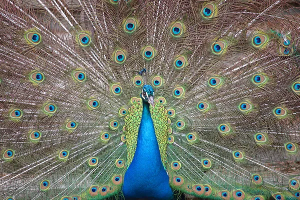 Indian peafowl with opened tail — Stock Photo, Image