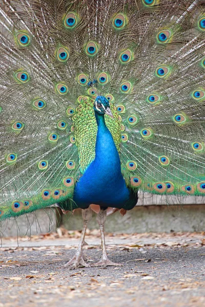 Peafowl indio con cola abierta — Foto de Stock