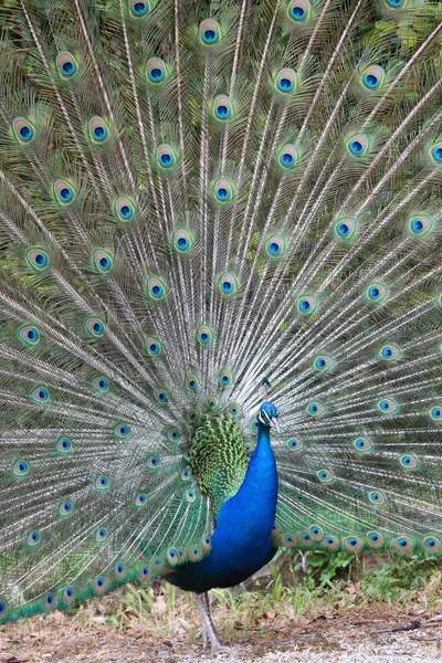 Indian peafowl with opened tail — Stock Photo, Image