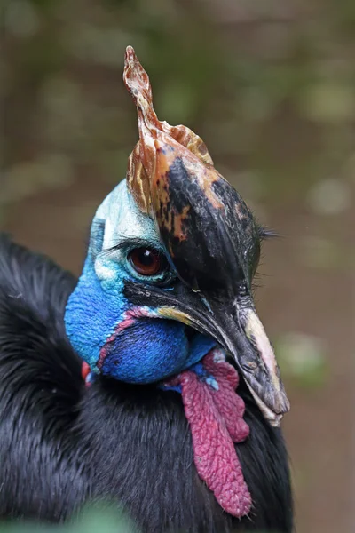 Portrait of a Southern cassowary — Stock Photo, Image